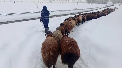 Karlıova'da Besicilerin Kış Zorluğu