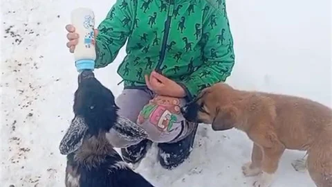 Fırtınada Kaybolan Kuzu Tunceli'de Bulundu