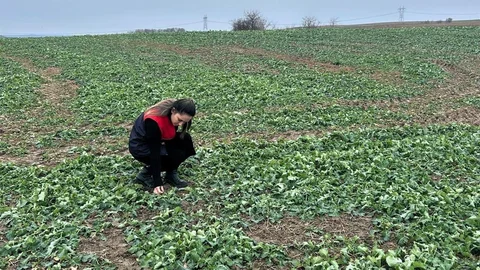 Kırklareli Pehlivanköy'de Kanola Araştırması