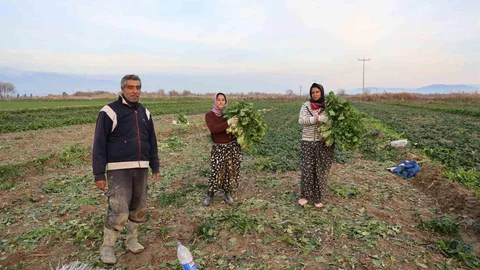 Aydın'da Soğuk Hava Etkisi