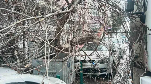 Balıkesir Bandırma'da Ağaç Devrildi