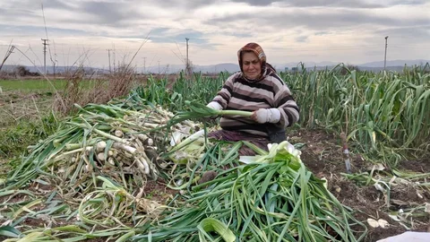Bafra Ovası’nda Yüksek Pırasa Rekoltesi