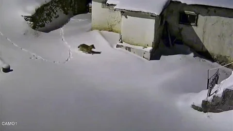 Elazığ'da Kurt Görüntülendi