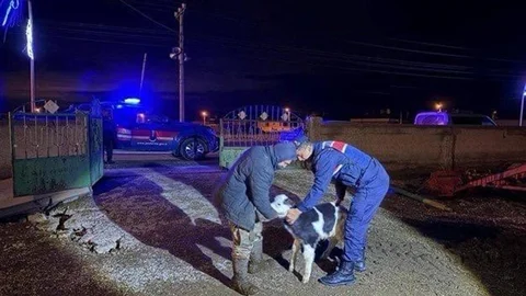 Nevşehir'de Büyükbaş Hayvan Hırsızlığı Olayı
