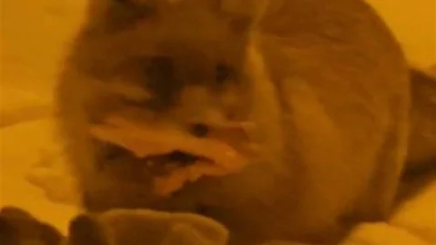 Hakkâri'de Yerleşim Alanına İnen Tilki Görüntülendi