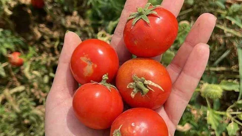 Balıkesir'de Ata Tohumları Projesi Gelişiyor
