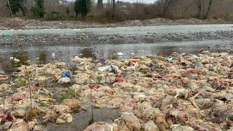 Alaplı'da Çay Yatağında Tavuk Ölüsü Bulundu