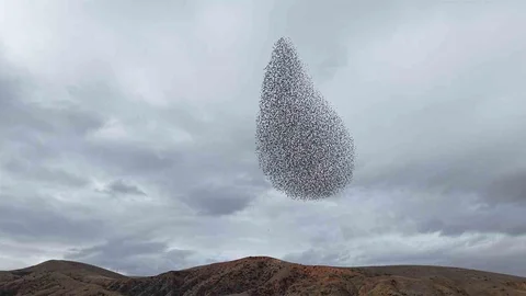 Kırıkkale'de Sığırcık Kuşları Görsel Şölen Yarattı