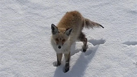 Kars'ta Tilkinin Dronla Karşılaşması
