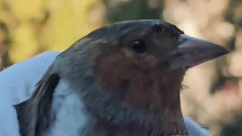 Çanakkale'de İspinoz Doğaya Salındı