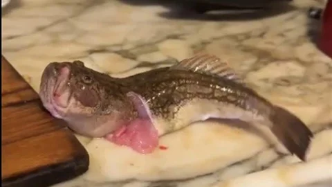 İzmir'de Balık Canlanarak Çırpındı