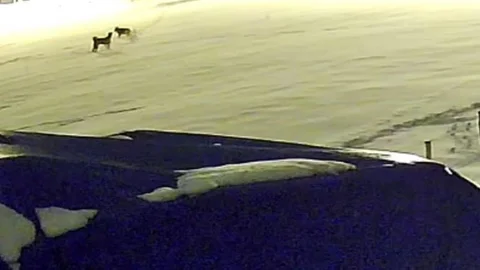 Sivas'ta Kurtların Saldırısı