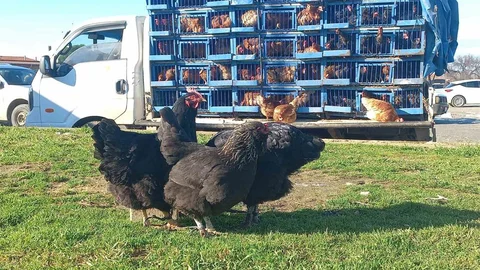 Edirne'de Canlı Tavuk Satışı