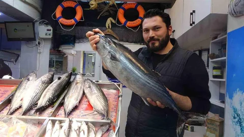 Çanakkale'de Torik Balığı Göründü