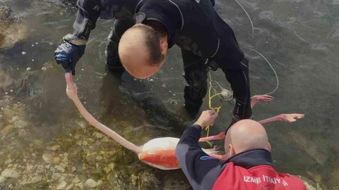 İzmir'de Flamingo Kurtarma Operasyonu