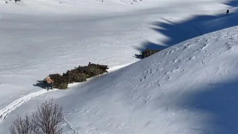 Bitlis'te Kış Hayvan Yemi Taşıma Çalışması