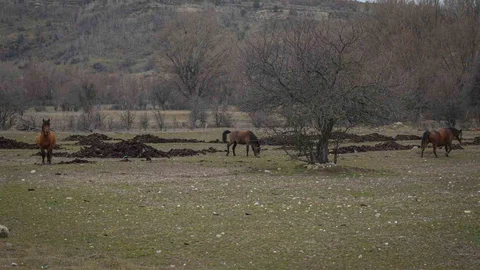 Ankara’da Yılkı Atları Hava Görüntülemesi