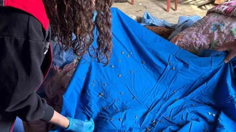 Giresun'da Kahverengi Kokarca Toplanıyor