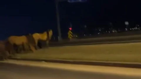 Bolu'da Yılkı Atları D-100'e İndi