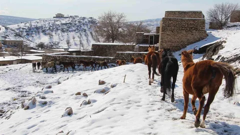 Yılkı Atları Şırnak'ta Fotoğrafçılara İlham Veriyor