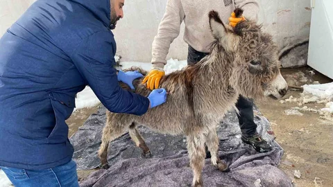 Mazıdağı'nda Terk Edilen Sokak Hayvanı