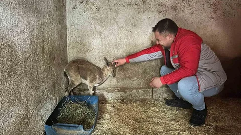 Yaban Keçisi Tedavi Altına Alındı