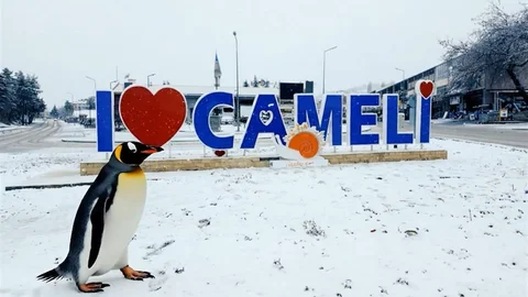 Denizli'de Nihilist Penguen Etkisi