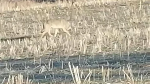 Aç kalan kurtlar yerleşim yerlerine indi