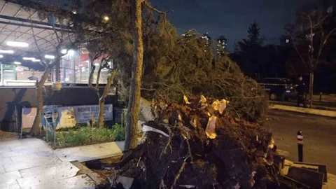 Ataşehir'de Fırtına Sonrası Ağaç Devrildi