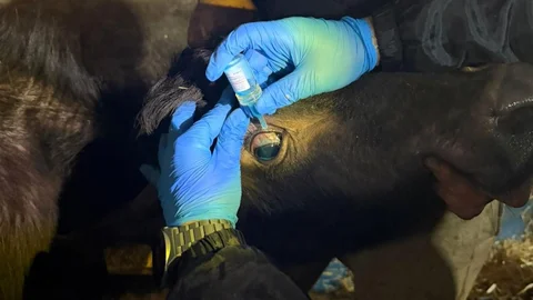 Vize'de Büyükbaş Hayvan Aşılaması Devam Ediyor