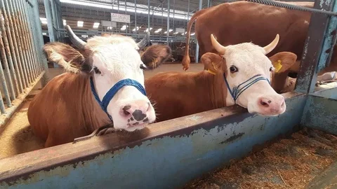 Köşk'te Şap Hastalığı Karantinası Kaldırıldı