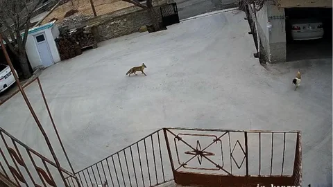 Nevşehir'de Tilki Tavukları Telef Etti