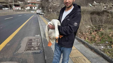 Çiftlikten Kaçan Kaz Trafiği Aksattı