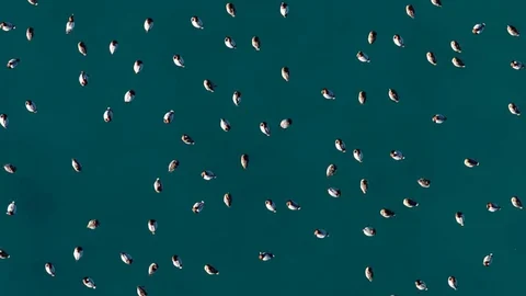 Elmabaş Patka Ördekleri Salda Gölü'nde Görüntülendi