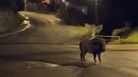 Yaban Domuzları Zonguldak'ta Caddeye İndi