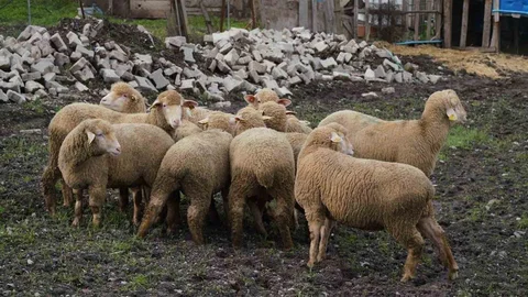Balıkesir Çiftçisine Destek Projesi