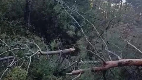 Buldan'da Fırtına Ağaçları Devirip Yolu Kapattı