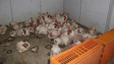 Sakarya'da Tavuk Çiftliğine Kısıtlama Getirildi