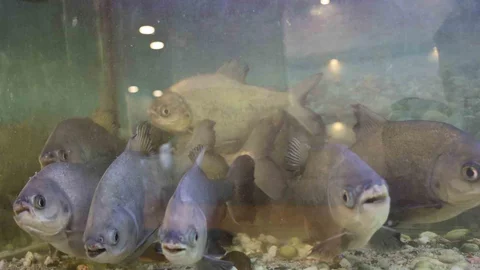 Diyarbakır'da 12 Yıldır Pirana Besleniyor