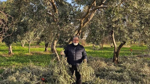 Aydın'da Zeytin Yaprağı Projesi
