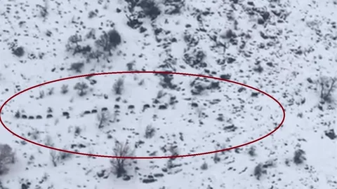 Diyarbakır'da Sürü Halinde Domuzlar Görüntülendi