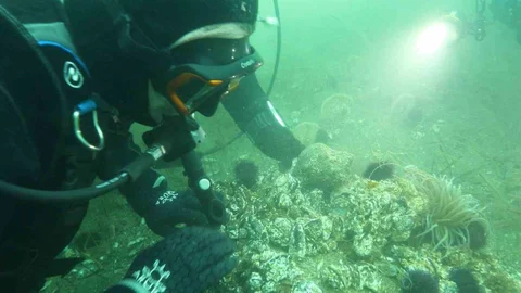 Marmara Denizi'nde Dalış Daveti