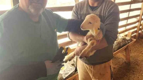 Söke'de Hayvan Sağlığı İçin Çalışmalar