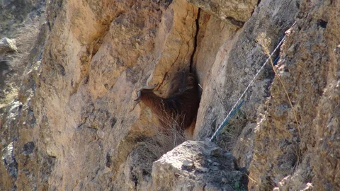 Hasankeyf'te Mahsur Kalan Keçi Kurtarıldı