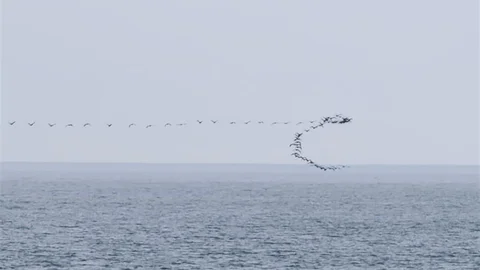 Hopa'da Kuşların Senkronize Uçuşları Görüntülendi
