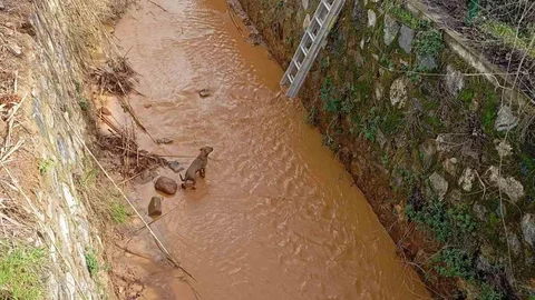 Aydın'da Kanala Düşen Köpek Kurtarıldı