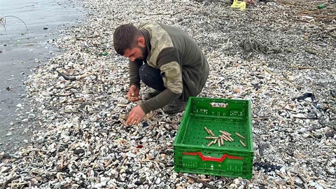 Mersin'de Fırtına Sonrası Kargı Midyesi