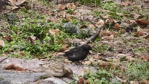 Kömür Adlı Siyah Serçe Isparta'da Görüntülendi