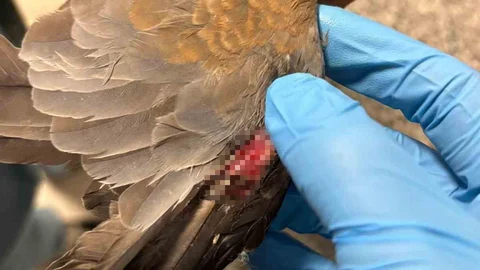 İzmir'de Büyükşehir Ekiplerinden Canlılara Destek