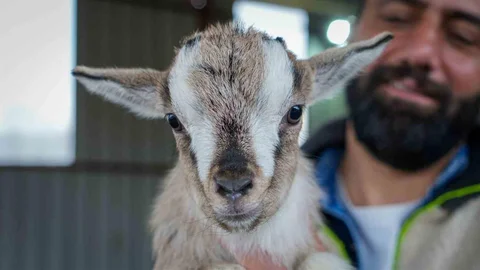 Cüce Keçiyle Evcil Hayvan Alternatifi